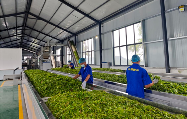云南做活茶產(chǎn)業(yè) 聯(lián)農(nóng)帶農(nóng)促增收