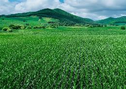 黑龍江：為農(nóng)業(yè)高質(zhì)量發(fā)展注入巾幗力量