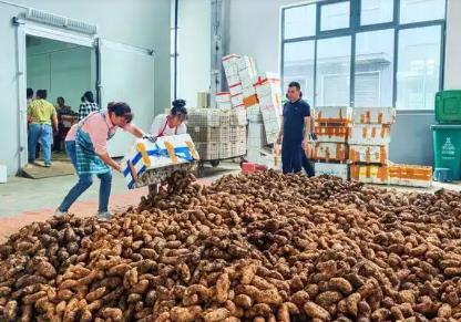 “中國天麻之鄉(xiāng)”夷陵區(qū)下堡坪天麻喜迎豐收 開市產(chǎn)銷兩旺