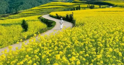 小小油菜花何以“綻放”近百億元產(chǎn)業(yè)？