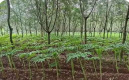 云南紅河州：林下經(jīng)濟點燃鄉(xiāng)村振興“新引擎”