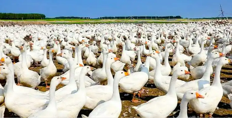 黑龍江遜克縣：鵝產(chǎn)業(yè)全鏈條貫通 增強(qiáng)鄉(xiāng)村振興動(dòng)能