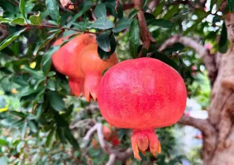 棗莊以全鏈條生態(tài)繪就“中國(guó)石榴之鄉(xiāng)”高質(zhì)量發(fā)展新圖景