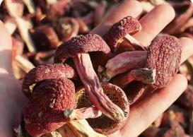 福建：“小特產(chǎn)”長(zhǎng)成“大產(chǎn)業(yè)”