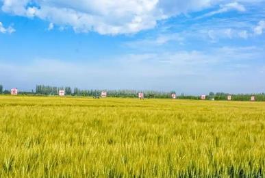 715.6公斤！河套小麥再次刷新內(nèi)蒙古春小麥畝產(chǎn)紀(jì)錄