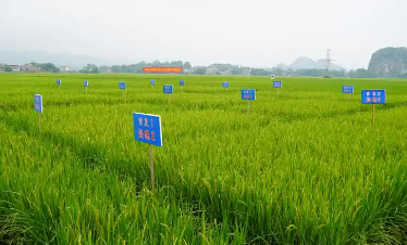 做強(qiáng)農(nóng)業(yè)服務(wù)業(yè)是個(gè)重大命題