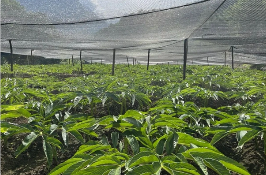 林地間上演“掘金故事” 四川鹽邊魔芋“長”出四億元產(chǎn)業(yè)鏈