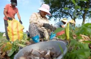 江西鉛山：10萬(wàn)余畝紅芽芋喜獲豐收 鋪就鄉(xiāng)村振興富“芋”坦途