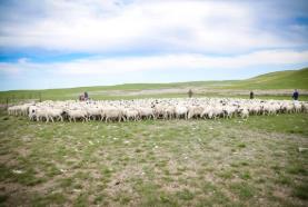 內(nèi)蒙古錫林郭勒 鄉(xiāng)村振興“羊”動(dòng)力