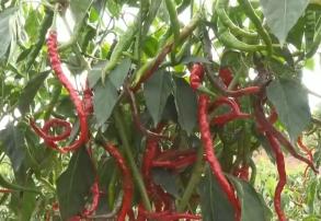 “小辣椒”撬動(dòng)特色農(nóng)業(yè)發(fā)展“大產(chǎn)業(yè)” 電商助農(nóng)“豐”景好