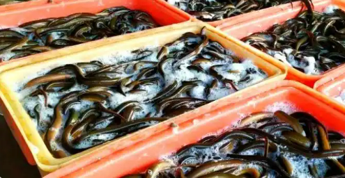 區(qū)域公用品牌價(jià)值超200億元 仙桃黃鱔“游”向世界