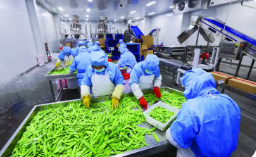 因地制宜 各展所長 黑龍江農(nóng)業(yè)產(chǎn)業(yè)發(fā)展活力強勢頭旺