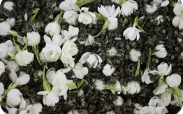 “雙世遺”福州茉莉花茶--從地方特色茶長(zhǎng)成現(xiàn)代產(chǎn)業(yè)集群