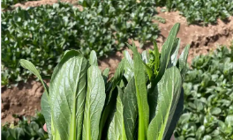 新版《有機(jī)產(chǎn)品認(rèn)證實(shí)施規(guī)則》發(fā)布 2026年1月1日正式實(shí)施