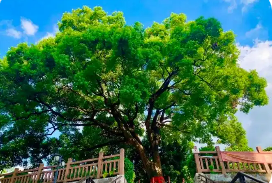 第一批“國(guó)保單位·古樹名木”協(xié)同保護(hù)名錄公布