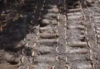 “中國(guó)天麻之鄉(xiāng)”話豐收