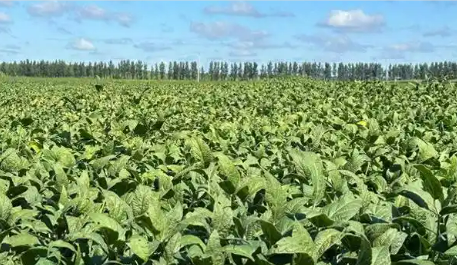 黑龍江明水特色種植為經(jīng)濟(jì)發(fā)展按下“加速鍵”