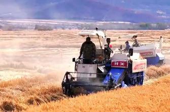 內(nèi)蒙古呼倫貝爾17萬(wàn)畝寒地水稻豐收