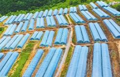 四川九寨溝拓寬富民路：興特色農(nóng)業(yè) 助村美人和