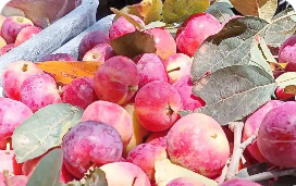 綜合年產(chǎn)值突破二點(diǎn)六億元 內(nèi)蒙古興安盟沙果實(shí)現(xiàn)產(chǎn)業(yè)增值