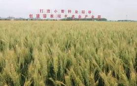 “小麥之鄉(xiāng)”的種業(yè)振興密碼