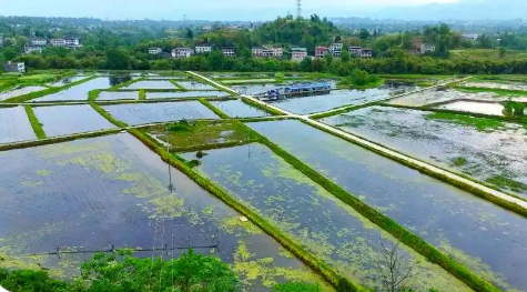 一田兩用 一水雙收 漁糧共贏  四川達州耕河牧漁構(gòu)筑“水上糧倉”