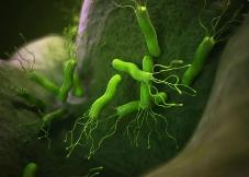 我科學(xué)家為根除幽門(mén)螺桿菌提供新方案