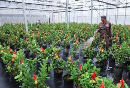 “佛手之鄉(xiāng)”推進(jìn)產(chǎn)業(yè)升級(jí) 助力鄉(xiāng)村振興