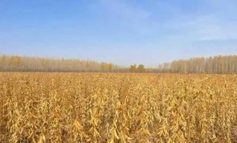 黑龍江：大豆規(guī)上產(chǎn)業(yè)規(guī)模集聚效應(yīng)凸顯