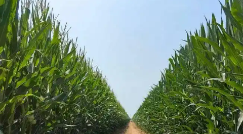 內(nèi)蒙古巴彥淖爾成功建設(shè)百萬畝玉米“噸糧田”