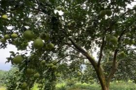 “中國(guó)香柚之鄉(xiāng)”湖南江永縣智能化種植迎來(lái)“智慧蝶變”