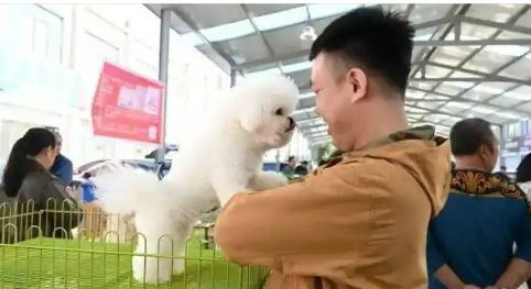 從“毛皮之鄉(xiāng)”到“寵繁之鄉(xiāng)”河北昌黎打造寵物產(chǎn)業(yè)發(fā)展新賽道