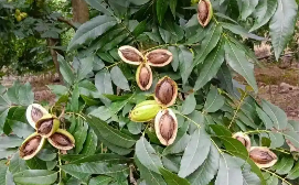 “中國碧根果之都”安徽全椒縣：碧根果產(chǎn)業(yè)“甜”了百姓日子