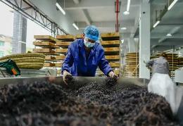 我國紅茶加工技術(shù)領(lǐng)域?qū)崿F(xiàn)多項(xiàng)突破性進(jìn)展