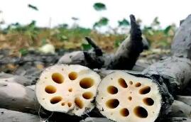 “洪湖蓮藕”品牌估值達258.61億元 區(qū)域品牌價值居全國行業(yè)首位