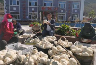 新民村“猴頭菇”引領(lǐng)鄉(xiāng)村振興，打造“中國猴頭菇之鄉(xiāng)”新名片