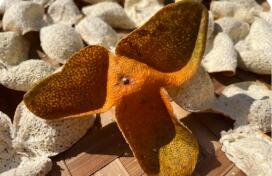 新會陳皮從“百億產(chǎn)值”向“百年產(chǎn)業(yè)”邁進