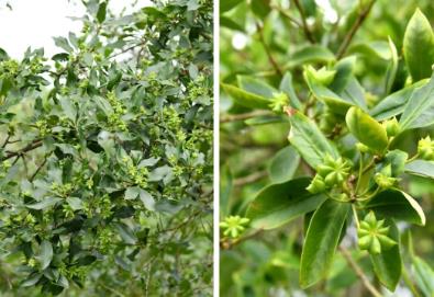 “中國八角之鄉(xiāng)”建成八角“基因庫”，告別“看天吃飯”