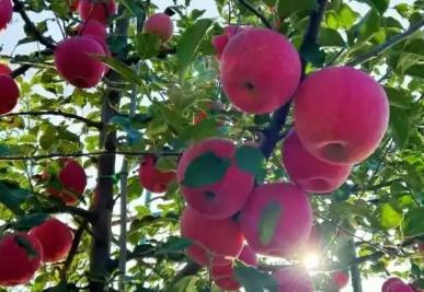 總產(chǎn)量123.65萬噸 “蘋果之鄉(xiāng)”洛川全產(chǎn)業(yè)鏈協(xié)同發(fā)力