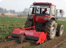 去年福建省甘薯生產(chǎn)綜合機(jī)械化率超五成