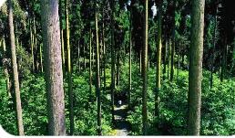 國(guó)家發(fā)展改革委等部門印發(fā)意見(jiàn) 加快建設(shè)現(xiàn)代化國(guó)有林場(chǎng)