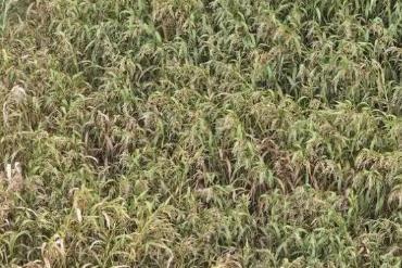 “中國薏米之鄉(xiāng)”點米成“金”