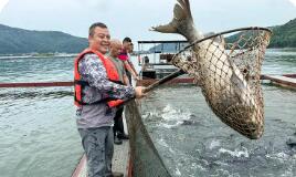 安徽太湖縣：有機鳙魚