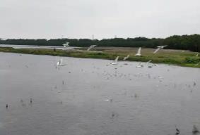 廣東打造大灣區(qū)“候鳥天堂”