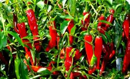 山東膠州：小辣椒串起鄉(xiāng)村振興