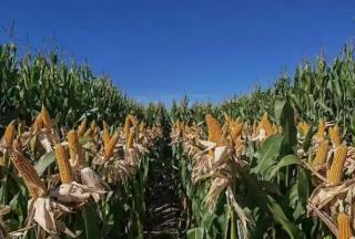 奮進(jìn)內(nèi)蒙古·發(fā)展有底氣｜守護(hù)大國糧倉 端穩(wěn)中國飯碗