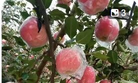 山西運城：上郭蘋果長成富民興鄉(xiāng)“黃金產(chǎn)業(yè)”