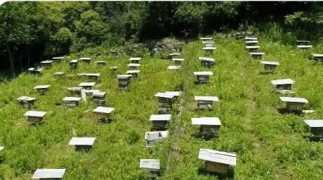 陜西留壩：甜蜜產(chǎn)業(yè)“釀”出共富新路