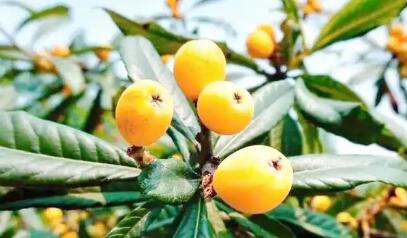 枇杷熱了 鄉(xiāng)村旺了--浙江德清整合品牌資源助推傳統(tǒng)特產(chǎn)變富民產(chǎn)業(yè)紀(jì)實