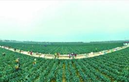 “中國西蘭花之鄉(xiāng)”江蘇響水，如何進一步“心花怒放”？